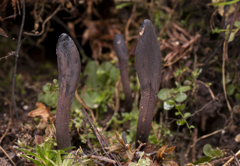 Geoglossum fallax